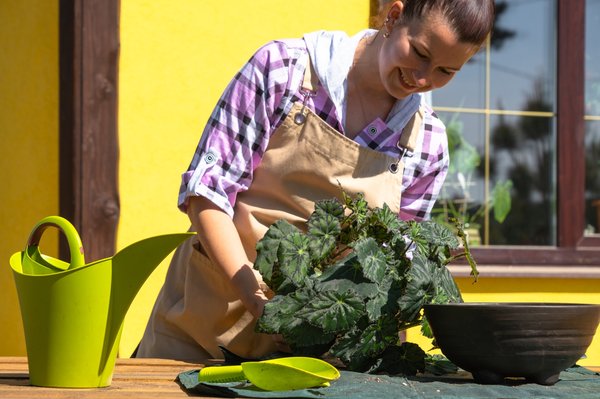 Guide pratique pour bien entretenir le laurier otto luyken